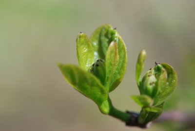 Calycanthus floridus - sazaník květnatý - jarní pučení